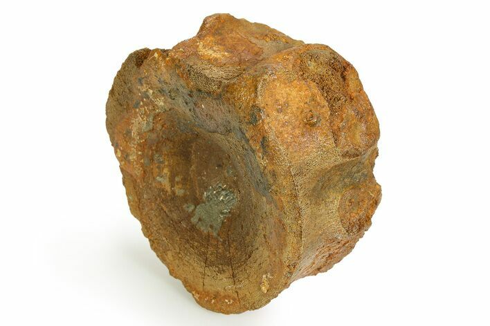 Fossil Ichthyosaur (Brachypterygius) Vertebra - England #351047